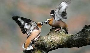 Appelvink (1)