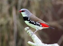 Diamantvink