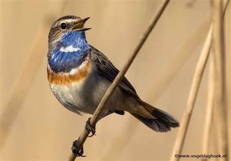 blauwborst 1