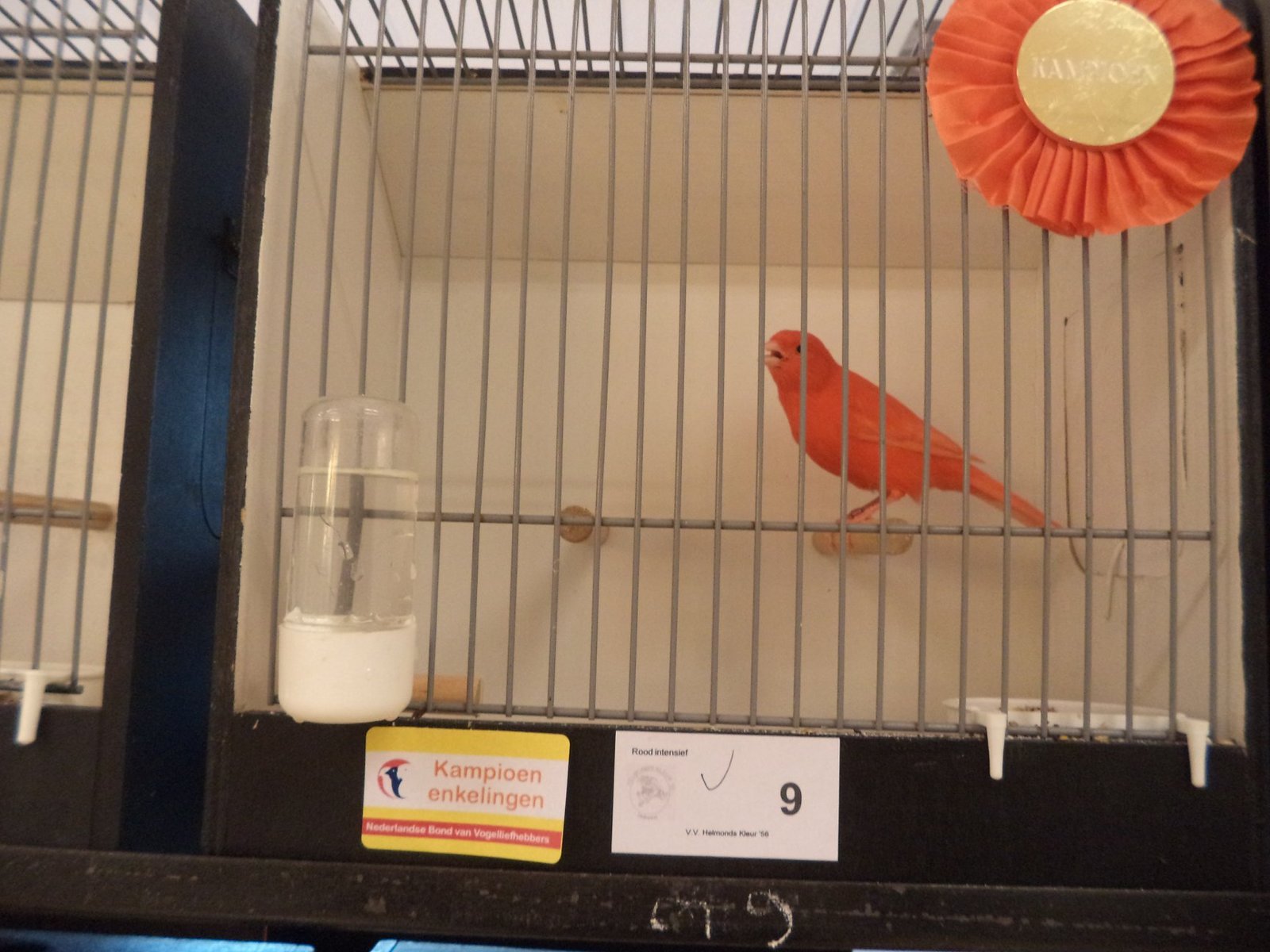 fotos  kampioenschappen 4