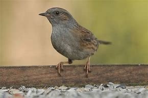 hegmus (1)