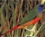 indische nonpareil